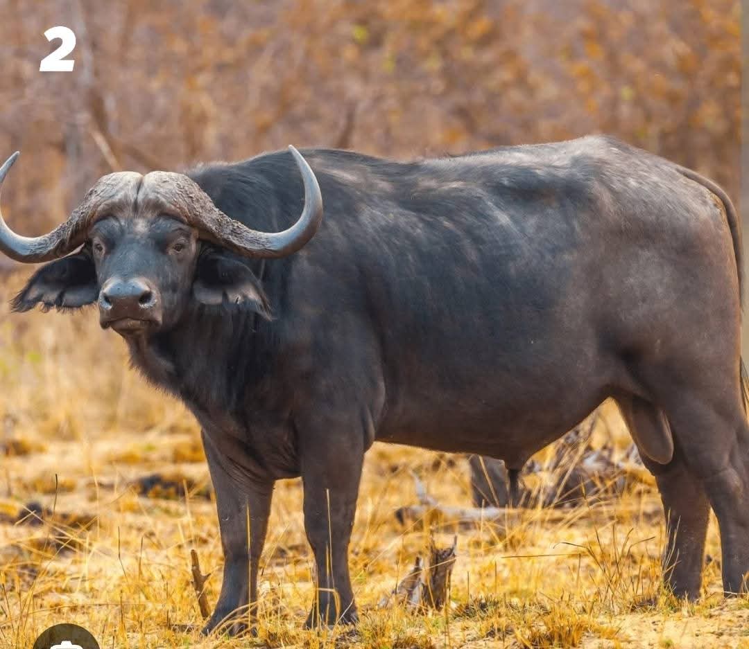 Tate Hafenie Ya Shixungileni 🇳🇦🇿🇦🇩🇰 tweet media