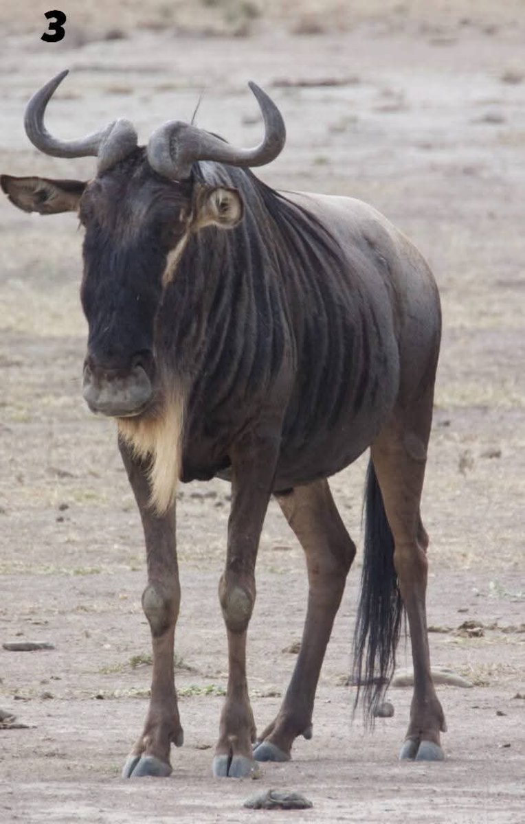 Tate Hafenie Ya Shixungileni 🇳🇦🇿🇦🇩🇰 tweet media