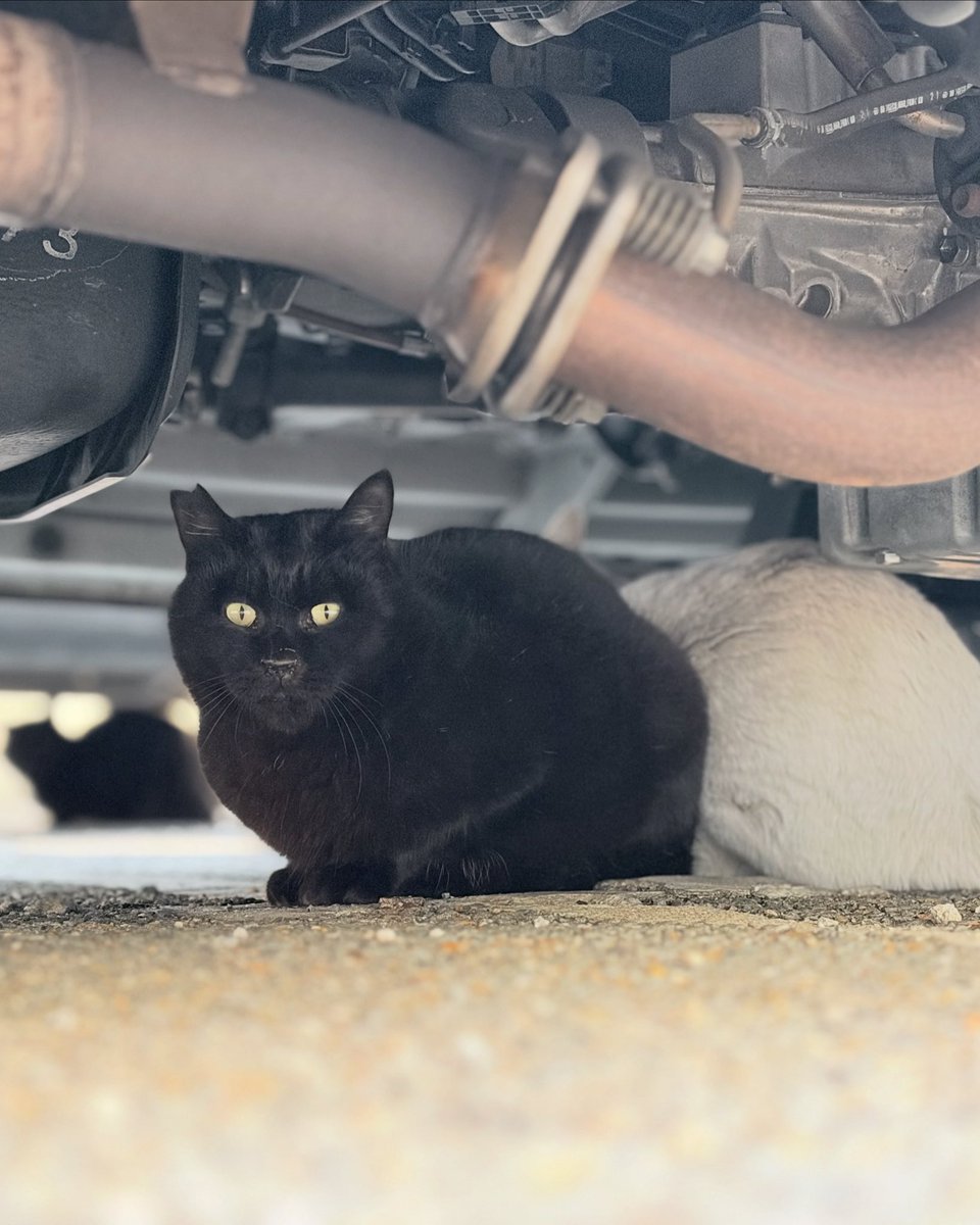 masatsufile's tweet image. インスタグラムにアップした猫写真4日分。

4枚目は今日のボツ写真の、直前のカットです。

京都側もそれなりに撮れてはいるけど、インスタ映えしそうなのは、やっぱりねこ浴場だな😅

#masatsu_cat
#catsofinstagram #猫写真