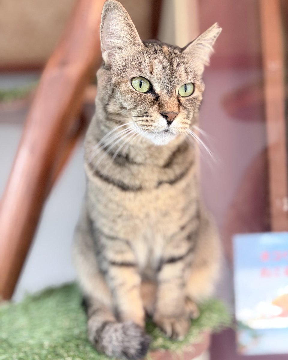 masatsufile's tweet image. インスタグラムにアップした猫写真4日分。

4枚目は今日のボツ写真の、直前のカットです。

京都側もそれなりに撮れてはいるけど、インスタ映えしそうなのは、やっぱりねこ浴場だな😅

#masatsu_cat
#catsofinstagram #猫写真