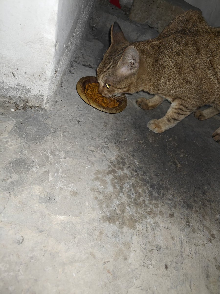 Samantha Cavill tweet media