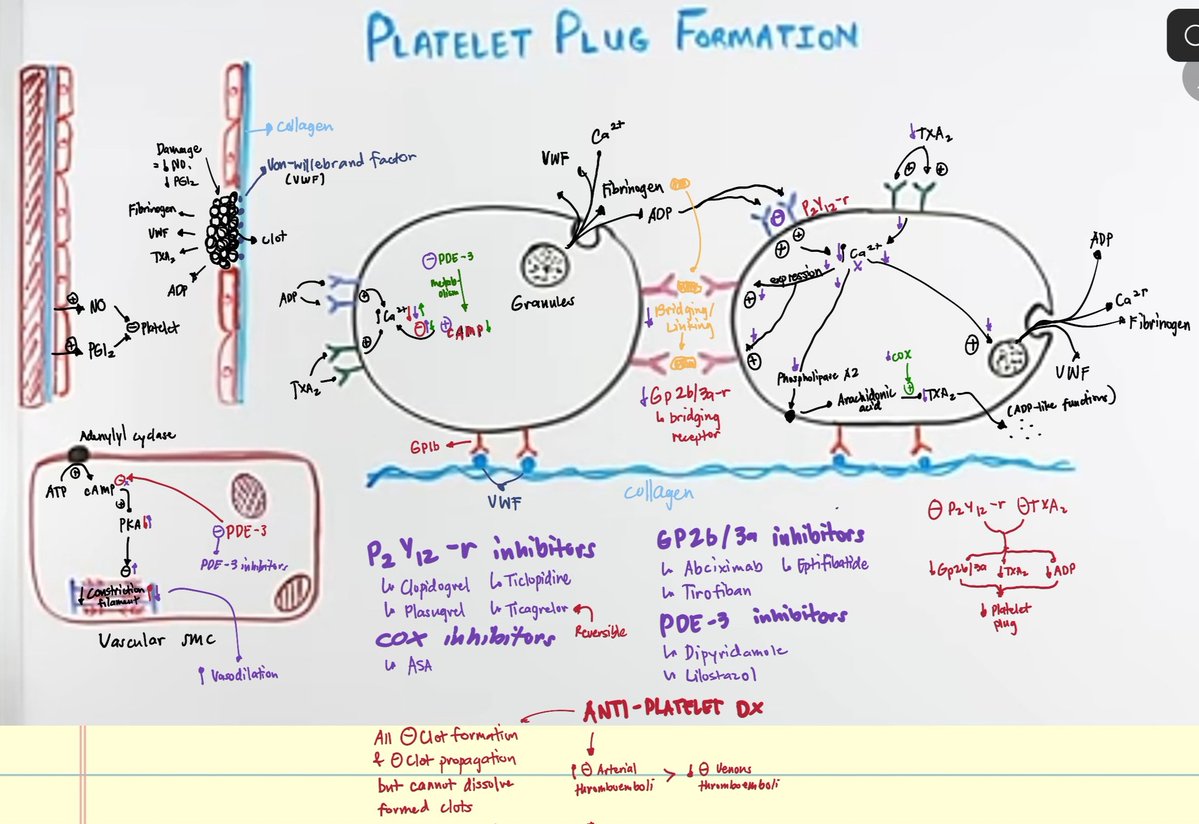 Cumpylobacter jejunjuni tweet media