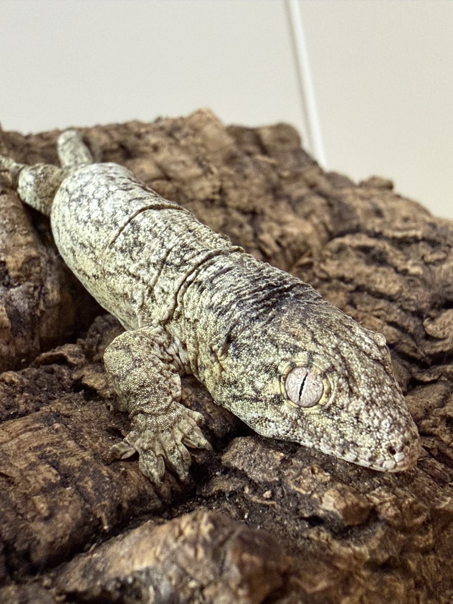 HeinousDEVIL's tweet photo. やっべー‼️
仕事終わって帰ったら産まれてた🦎
念願の初ベビー👶
ちっちゃくて可愛すぎる😍
#ジャイアントゲッコー
#ジャイゲコ
#ツギオミカドヤモリ
#Rhacodactylusleachianus https://t.co/4TFsUWc8Ev