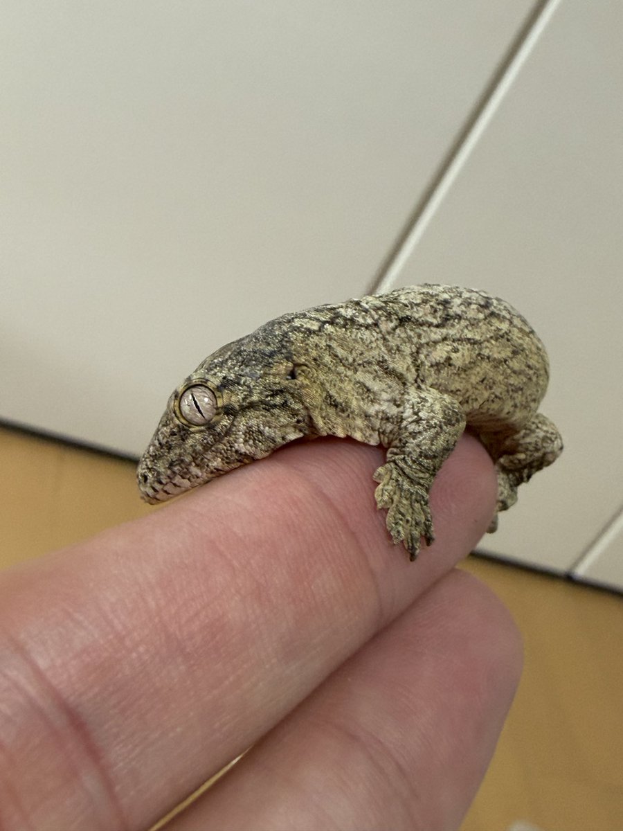 HeinousDEVIL's tweet photo. やっべー‼️
仕事終わって帰ったら産まれてた🦎
念願の初ベビー👶
ちっちゃくて可愛すぎる😍
#ジャイアントゲッコー
#ジャイゲコ
#ツギオミカドヤモリ
#Rhacodactylusleachianus https://t.co/4TFsUWc8Ev