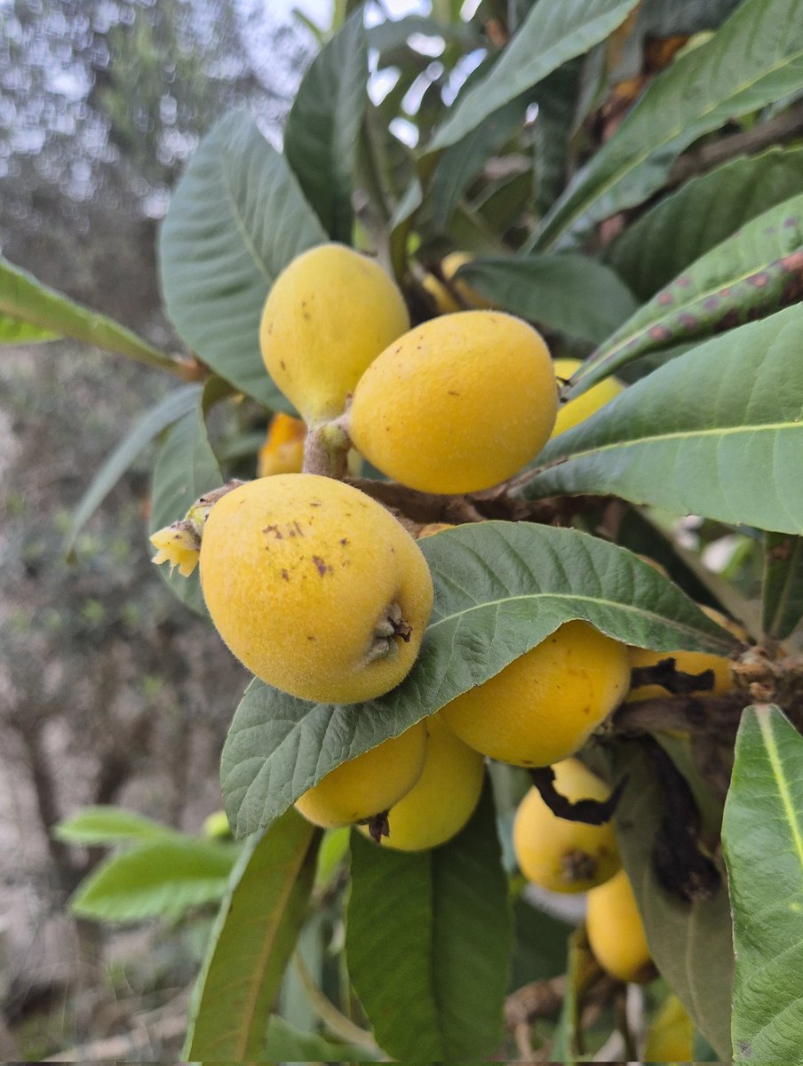 Yoav Glasner tweet media