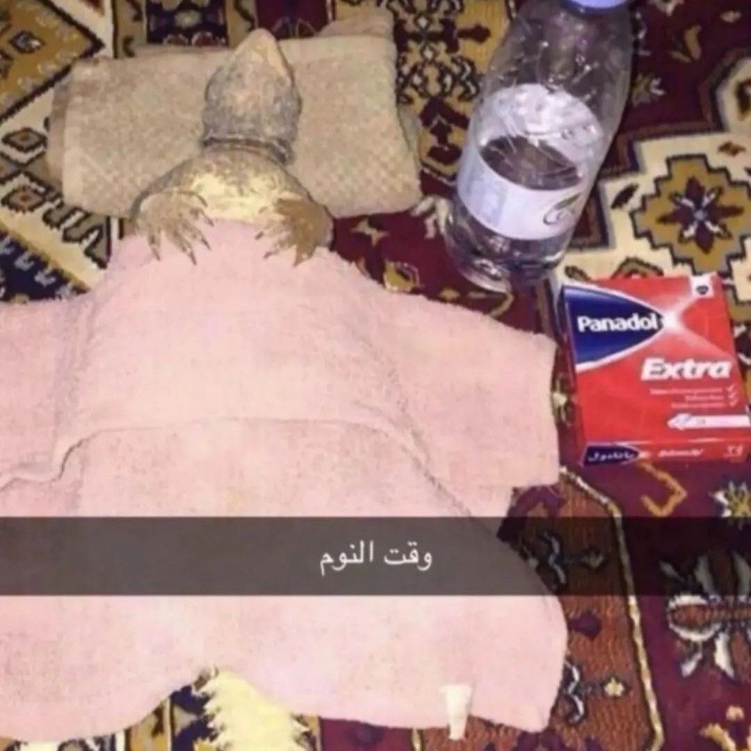 𝐃𝐘𝐀𝐑 tweet media