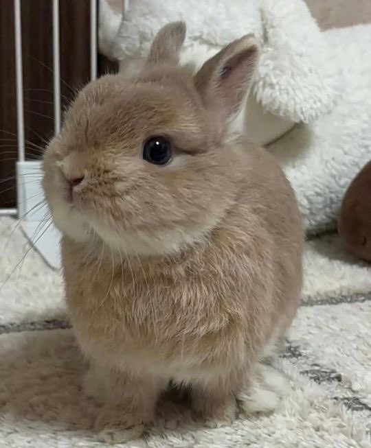 hollie เญจเญง tweet media