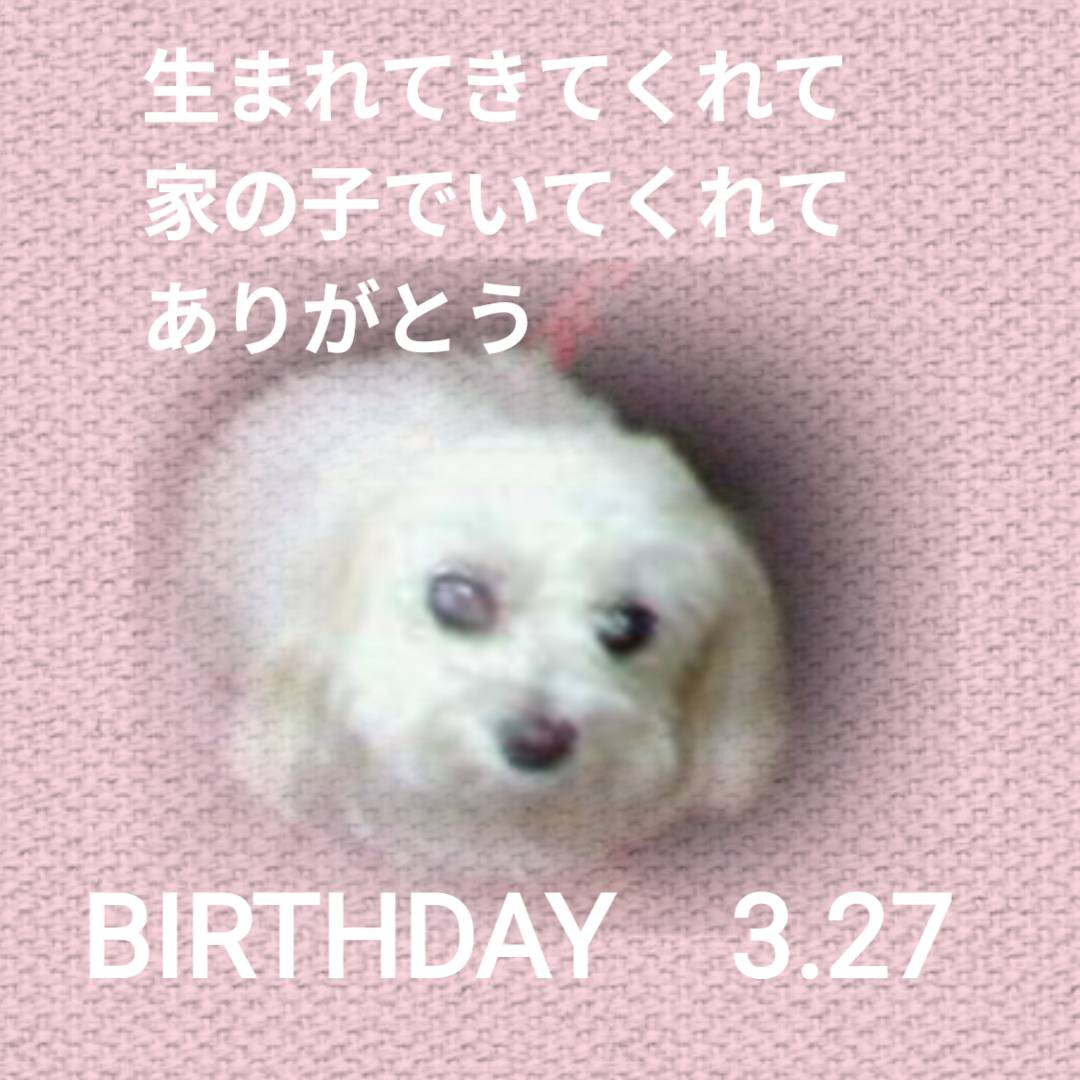 pinkred228's tweet photo. 虹の橋を渡った🐶の誕生日に家に来た🐱
きっと🐶が繋いでくれた素敵なご縁
ふたりとも私と家族になってくれた事に心から感謝🙏
#おうち記念日
#愛犬の誕生日 https://t.co/yyZpe92nif