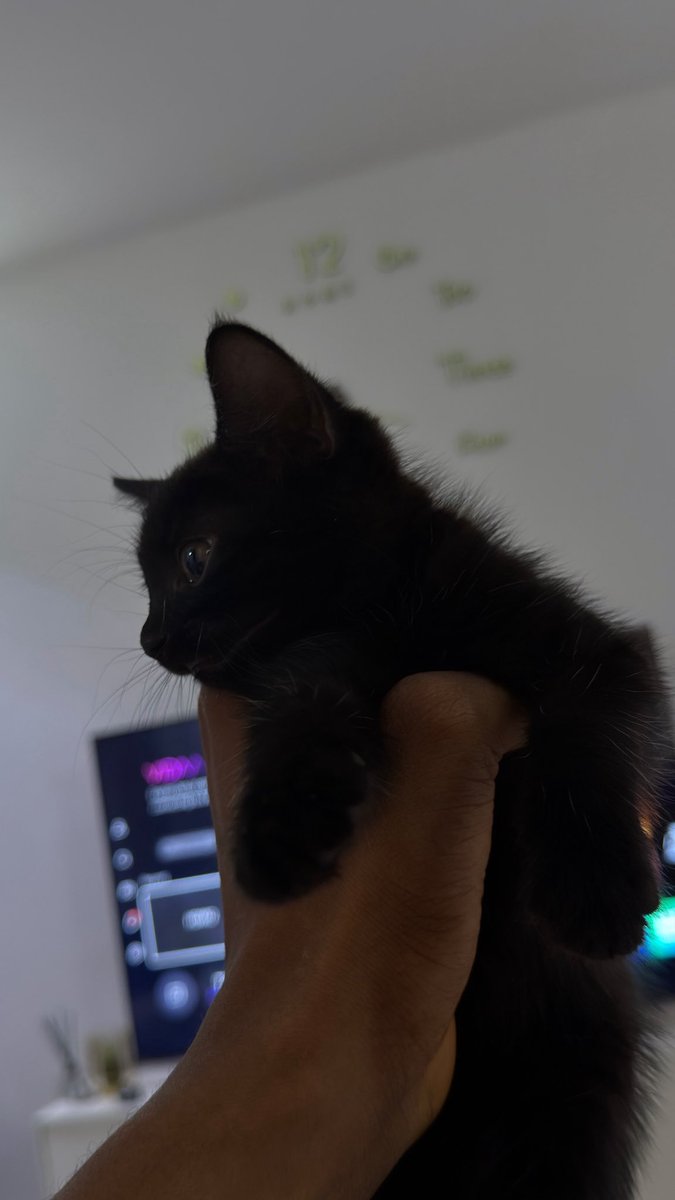 Zilla Trades tweet media