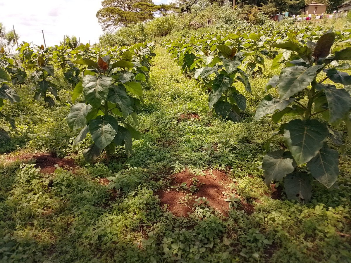 𝐑𝐞𝐚𝐥 𝐌𝐀𝐒𝐇 tweet media