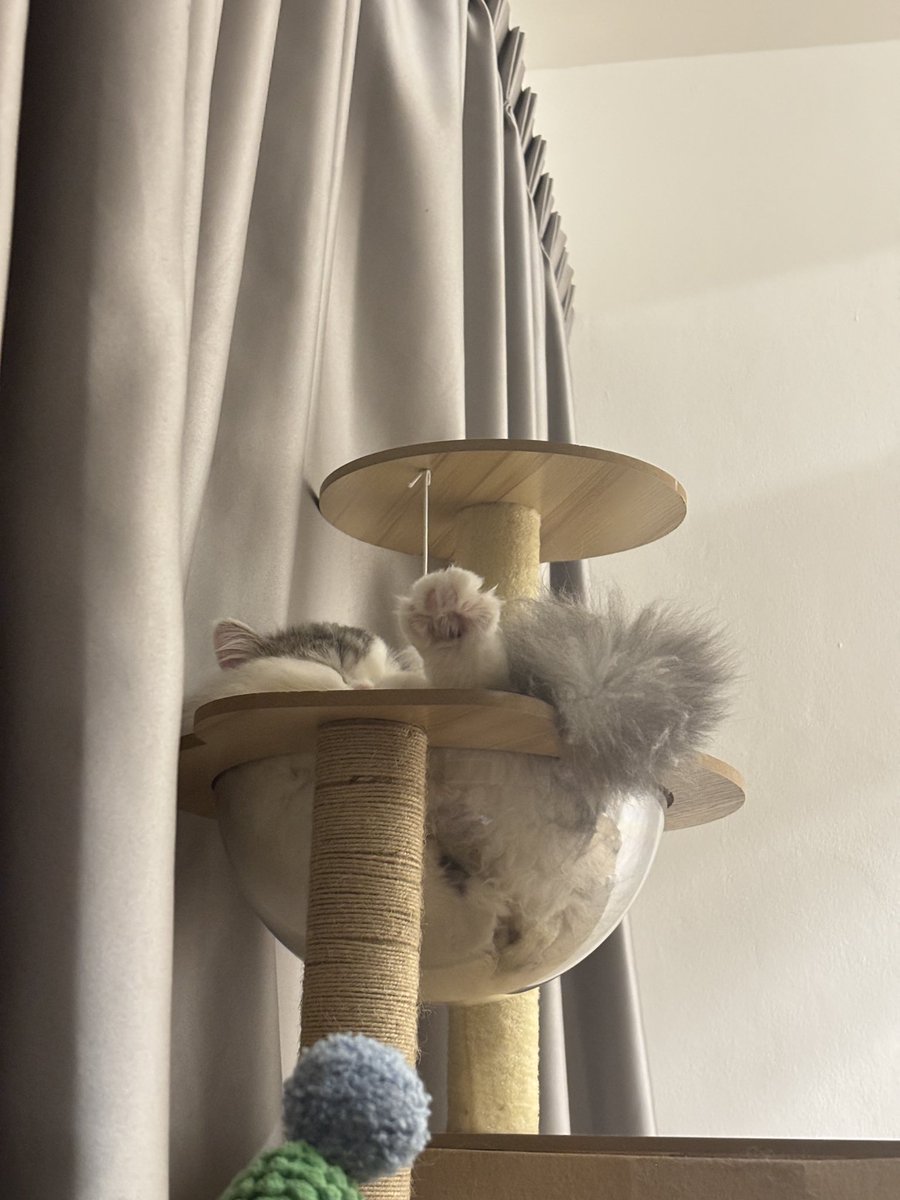 1✿✿1 ᴍᴀงᴜᴅล์555 เตนล์ค่ายใหม่ tweet media