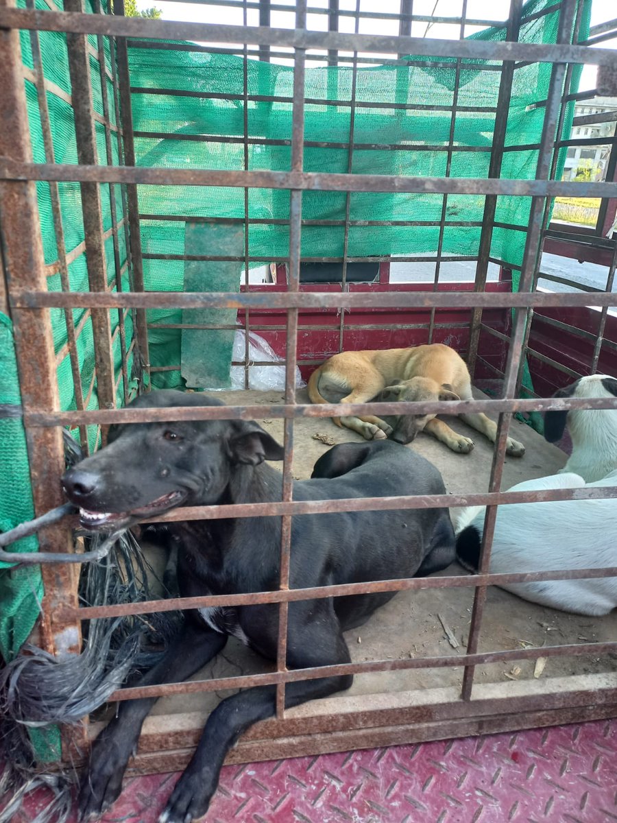 Warrior pets tweet media