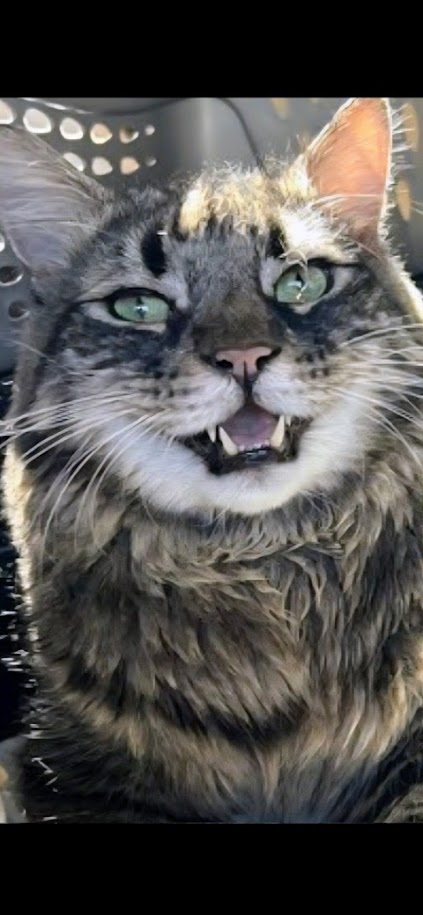 Gandolf’s Legacy Cat Rescue tweet media