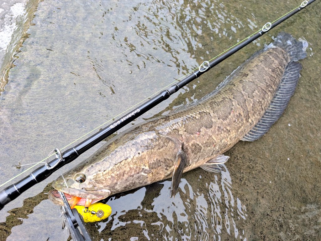 fishmooneygtodd's tweet photo. なぜか今日は雷魚の活性が高くて2キャッチ
別場所はナマズと油断してフッキング甘く2バラシ💦 https://t.co/eA2Ha10kmN