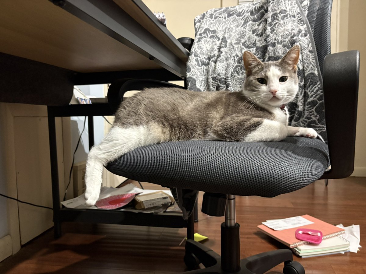 Dewey Cat tweet media