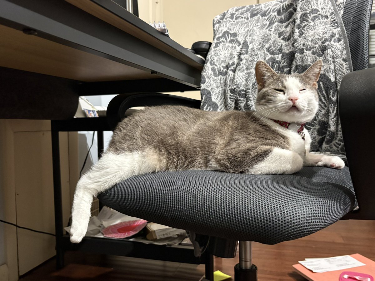 Dewey Cat tweet media