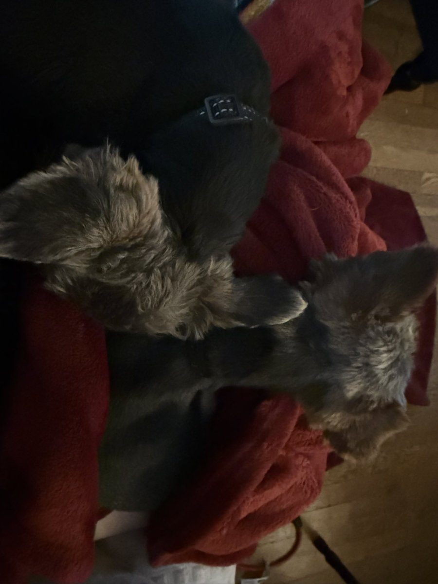 ☘️𝕃𝕦𝕔𝕜𝕪 Ƒʉͫcͧкͭιͪηͣ 𝕄𝕔𝔾𝕖𝕖 tweet media