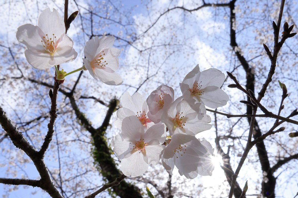 RAKUROSANPO's tweet photo. 追分市民の森、もうすぐ満開！。
2026.03.27撮影

#追分市民の森 #桜 #ｿﾒｲﾖｼﾉ #横浜市旭区 #横浜市 https://t.co/RFFjCfYtaM