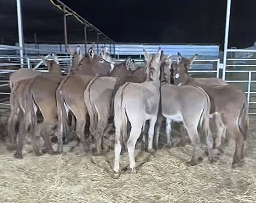 WildCorp's tweet image. Fantastic News #Miracles do happen All the #donkeys have been paid for and being picked up today! A huge thank you to #Everyone that helped to save the 16 donkeys #animallovers  #Love #rescue