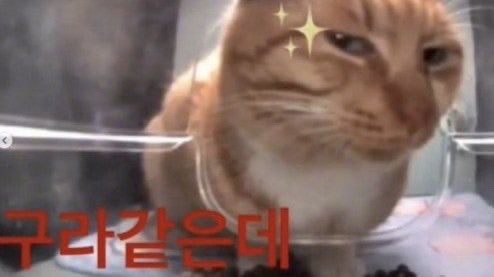 구름고래 tweet media