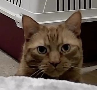 Hey chums!  
I think humans have installed a new web camera in my room! 🙀
Happy Friday!
JacK 🐾🐾
#CatsOfTwitter #CatsOfX