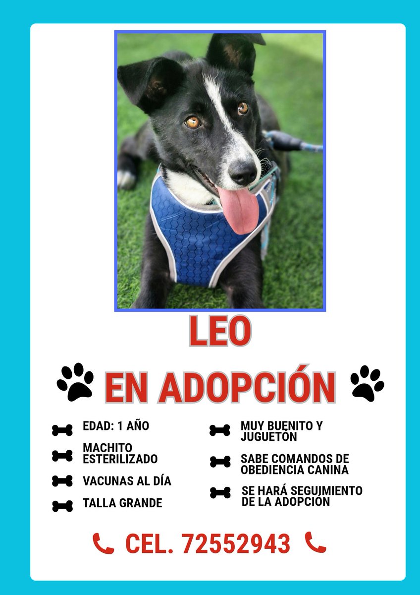 Leo el perrito guapo 🐕❤️,  busca un hogar que lo quiera y sea responsable con él. Es inteligente, súper buenito y ADORA jugar con otros perritos, tiene energía alta (ideal para que hagas ejercicio 🏃🏽‍♀️‍➡️). Es de talla grande y criollo y MERECE una familia que no lo discrimine.