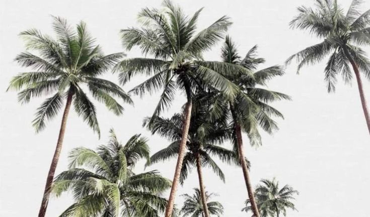 nini 🥥 tweet media