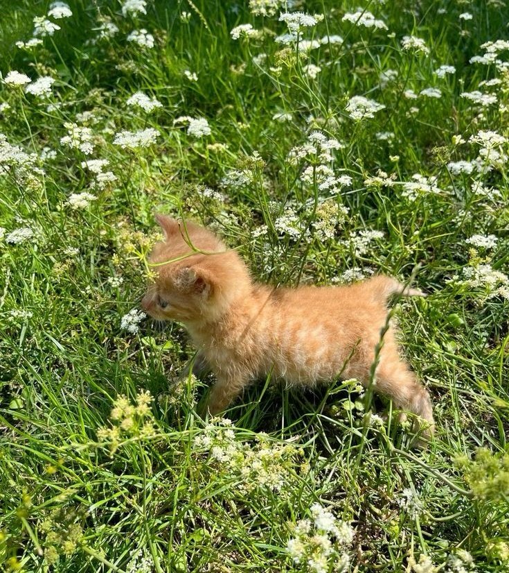 𝒍𝒖𝒏𝒂 tweet media