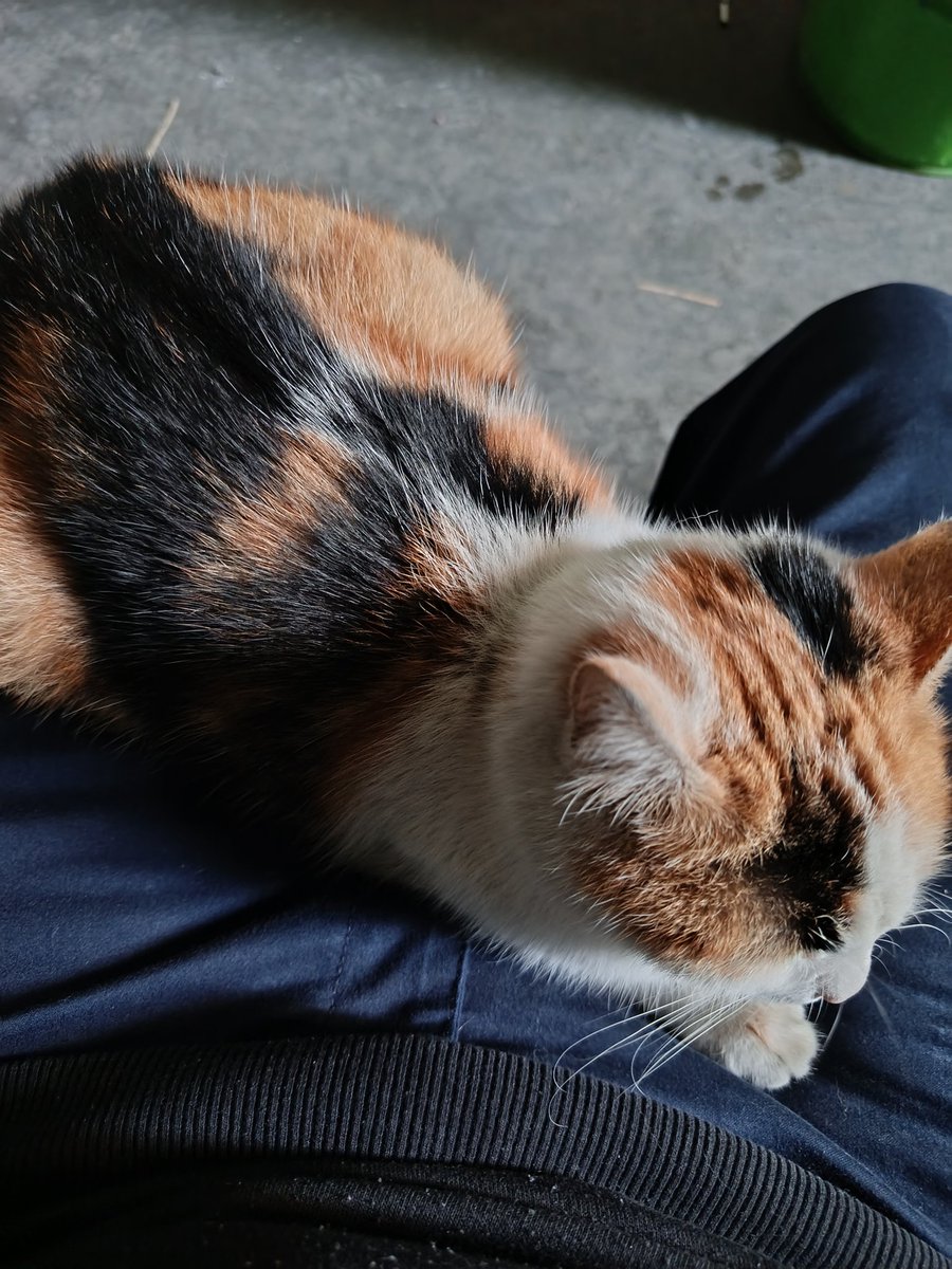 Samet demir tweet media