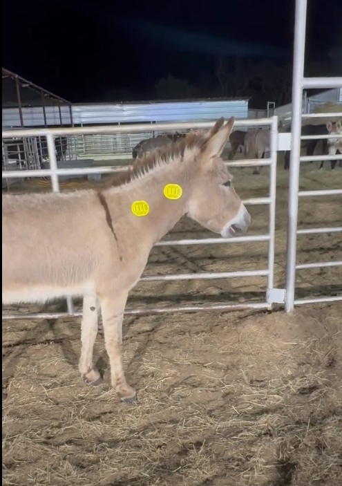 WildCorp's tweet image. Fantastic News #Miracles do happen All the #donkeys have been paid for and being picked up today! A huge thank you to #Everyone that helped to save the 16 donkeys #animallovers  #Love #rescue