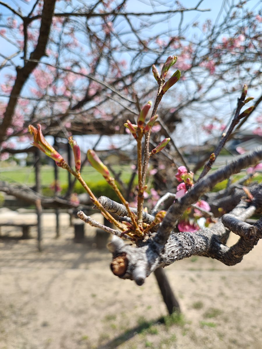 mure_comic's tweet photo. 春、しっかり来てます🌸

河津桜は満開、
ソメイヨシノはこれから。
菜の花もきれいに咲いています。
お茶会では生け花の展示も🍵
空間にも春が広がっていました。
#春の訪れ #香川県高松市 #株式会社ムレコミュニケーションズ https://t.co/qGoiy0iHVN