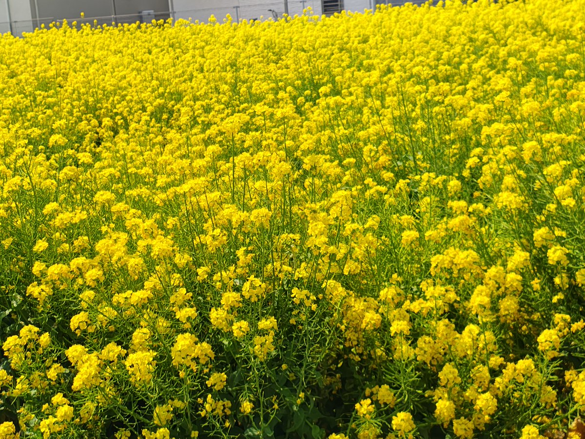 春、しっかり来てます🌸

河津桜は満開、
ソメイヨシノはこれから。
菜の花もきれいに咲いています。
お茶会では生け花の展示も🍵
空間にも春が広がっていました。
#春の訪れ #香川県高松市 #株式会社ムレコミュニケーションズ