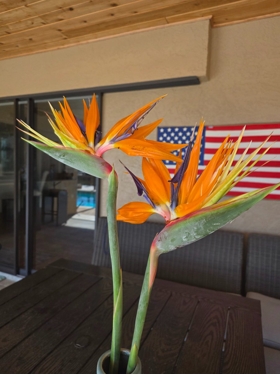 MOMof DataRepublican tweet media