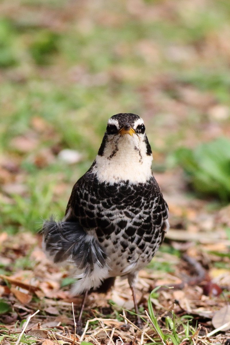 kmzwBird's tweet photo. ツグミの正面顔が好き。
しかし、この脇のパヤパヤはどうなっちゃってるんだ?
#DuskyThrush https://t.co/3O6xaImcPX