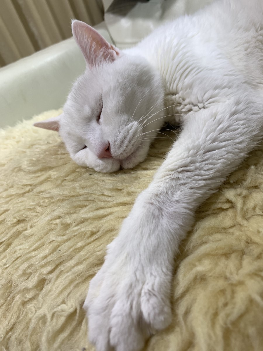 みさいるシンちゃん tweet media