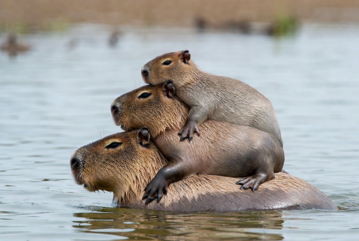 Lin Feng tweet media