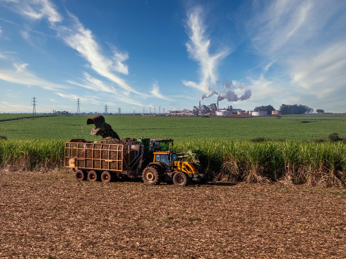 Sugaronline tweet media