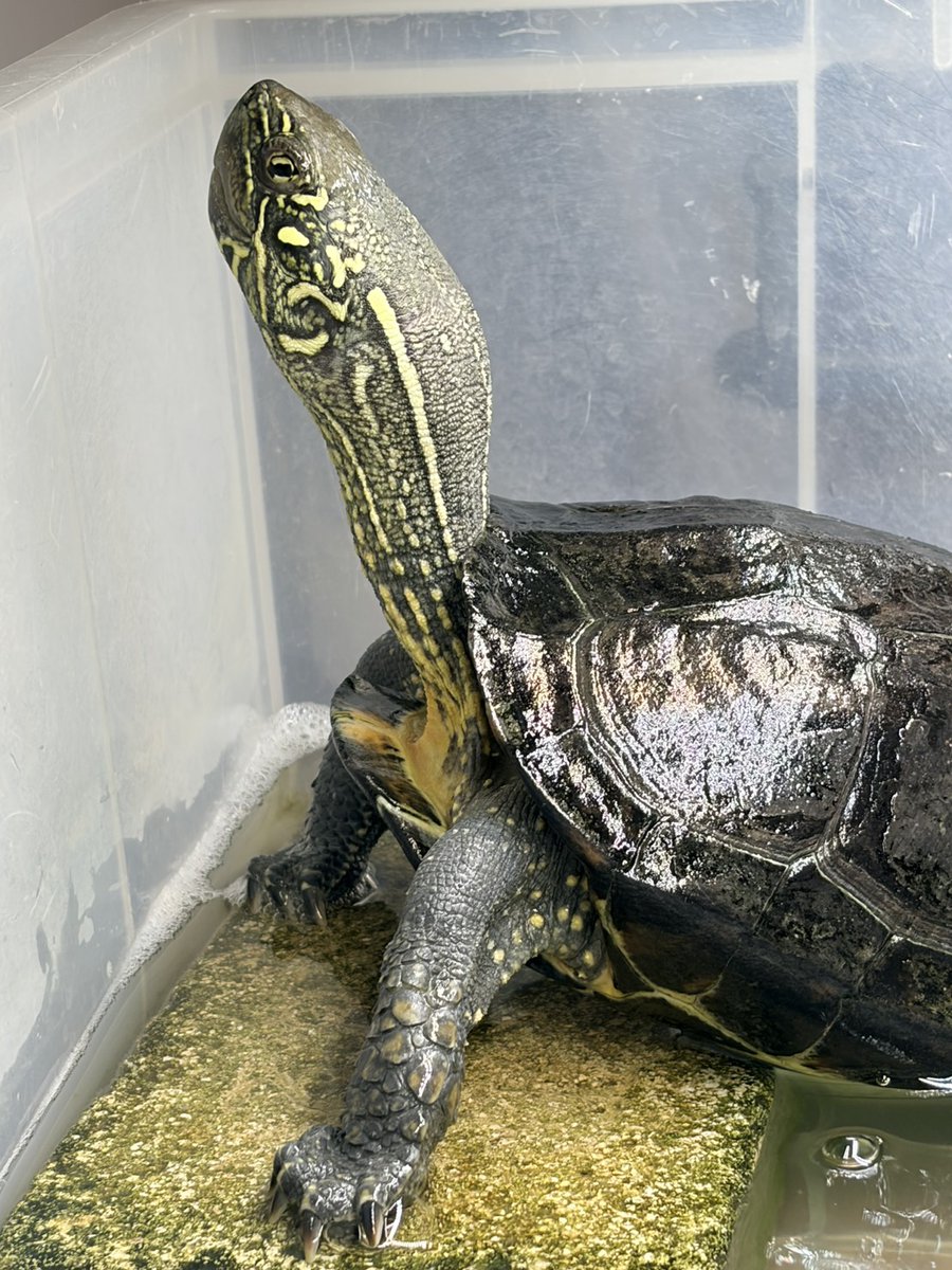 ふじちょ tweet media