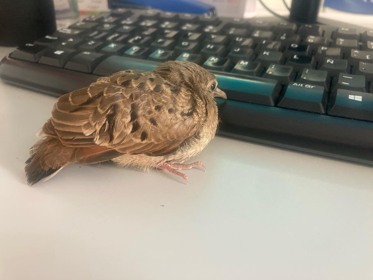 Metal Health tweet media