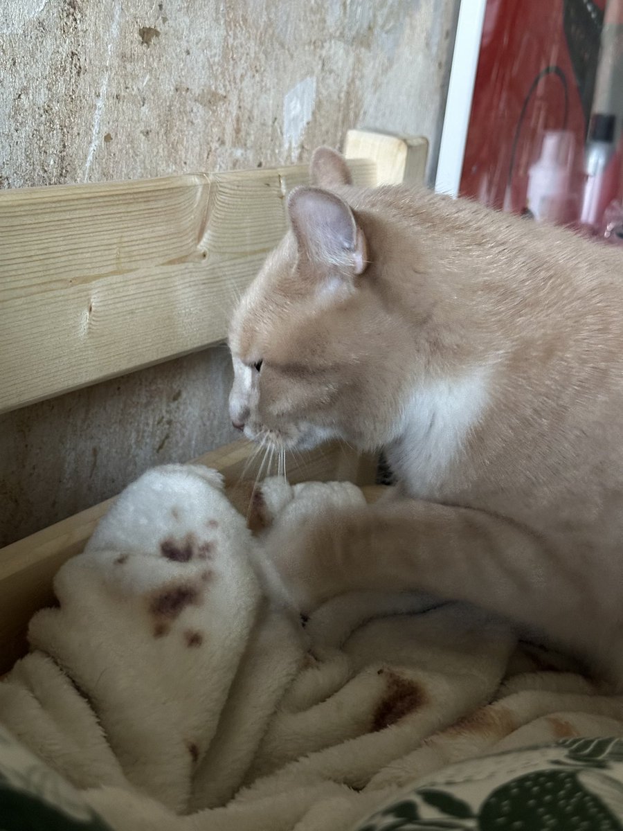 лиля́ кеба́б tweet media