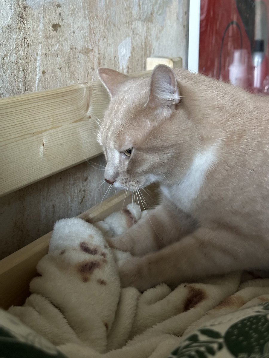 лиля́ кеба́б tweet media