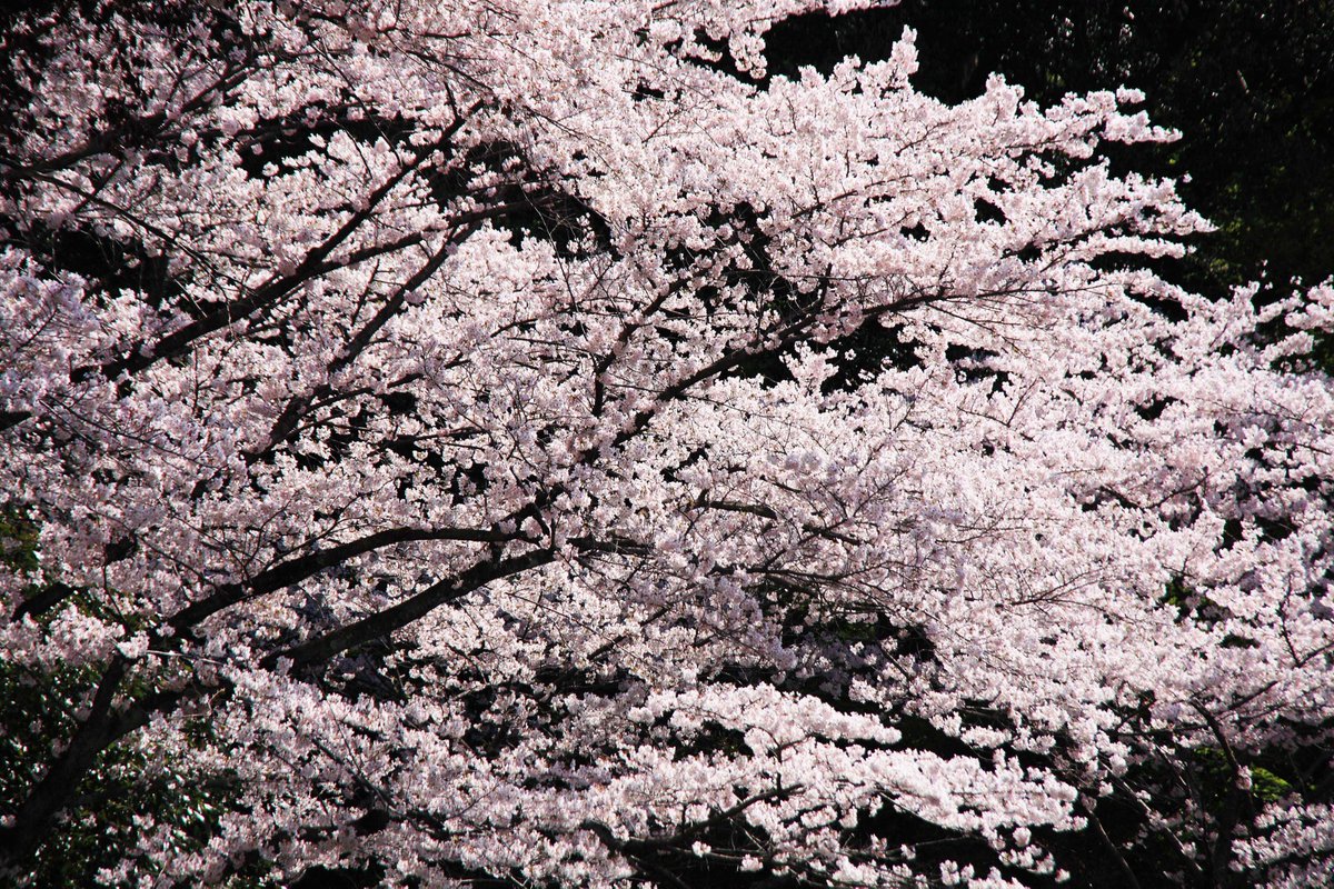 片柳弘史 tweet media