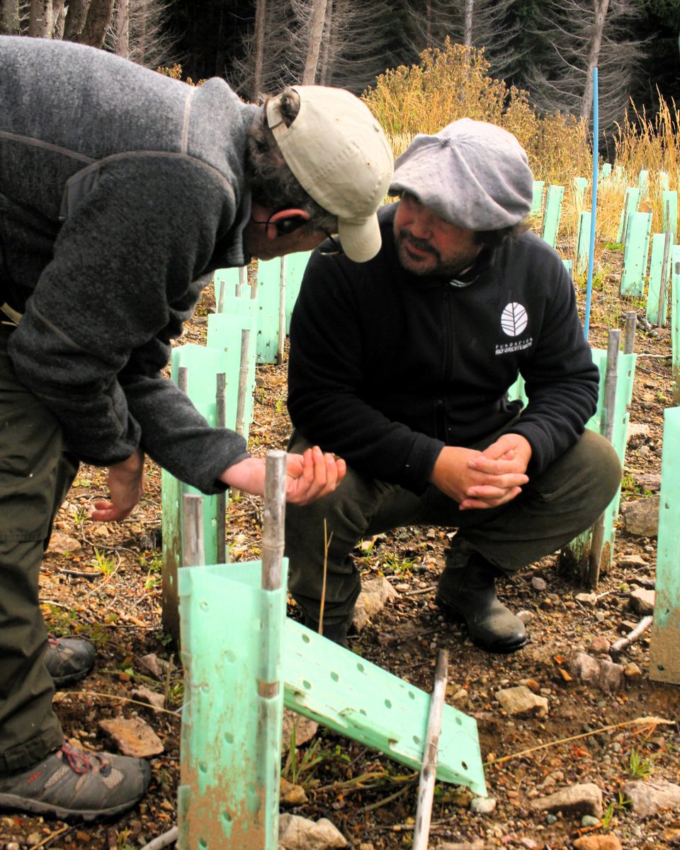 Fundación Reforestemos tweet media