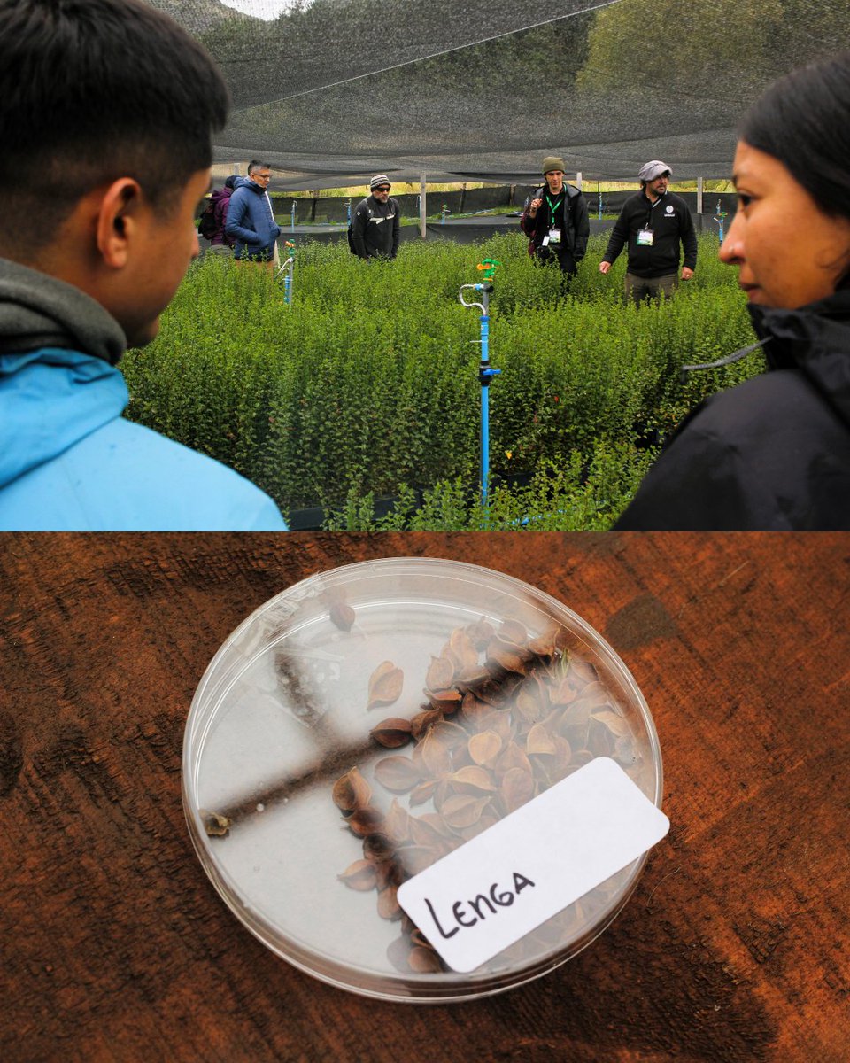 Fundación Reforestemos tweet media