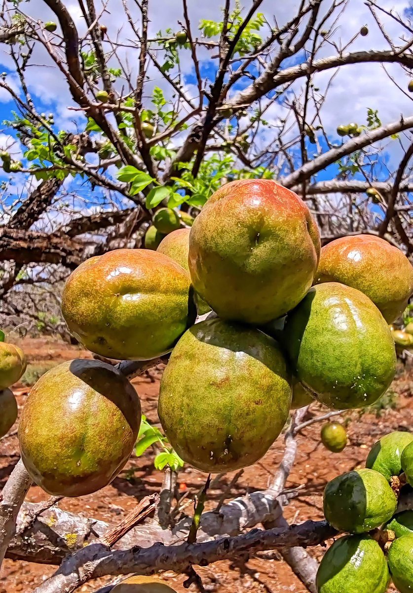 Silvia..🇸🇻💙 tweet media