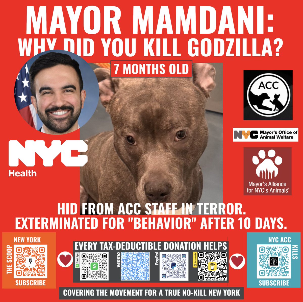 The Scoop New York • Subscribe Today! tweet media