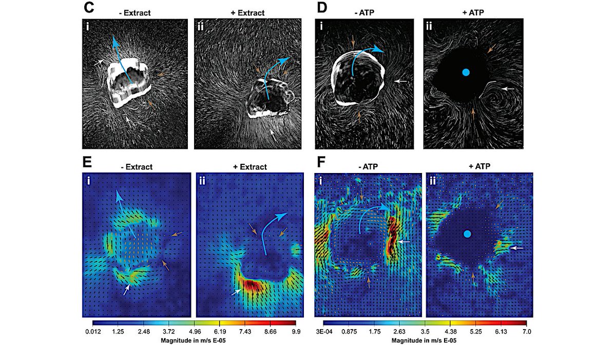 astrobiology's tweet image. Behavioral, Physiological, and Transcriptional Mechanisms of Memory in a Synthetic Living Construct
astrobiology.com/2026/03/behavi… #astrobiology #SynBio #nanotechnology