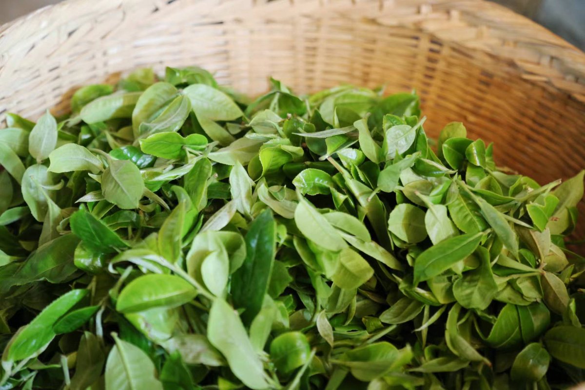 Ahmed Helmy tweet media