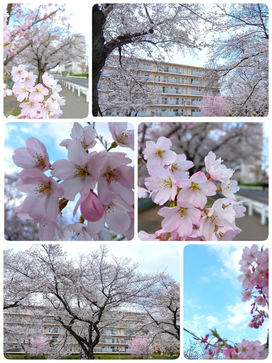 aiiro0304's tweet photo. 夢中でシャッターを
切っていたら、隣からおばさまの熱い視線が（笑）。

少し照れくさかったけれど、春の欠片を無事に切り取れました。

こんな時間ですが、今日もお疲れさまでした。

穏やかな夢が見られますように。

#桜
#十三夜の月 https://t.co/Vqd6s7n5PP