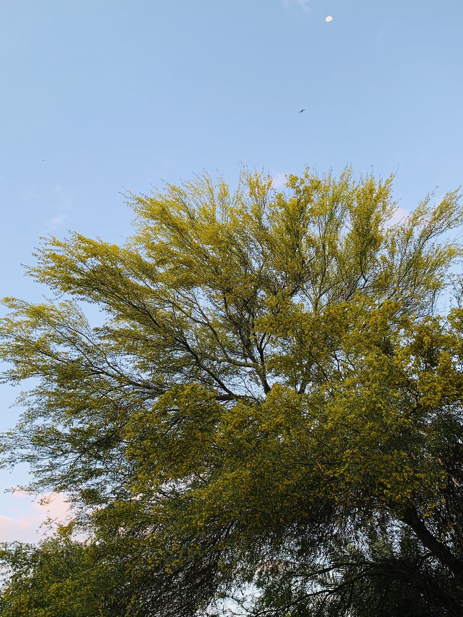 CricPulse tweet media